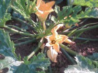 /album/zahradnictvi-spunar/obraz024-jpg/