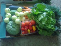 /album/zahradnictvi-spunar/a2014-07-24-015-jpg/