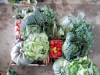 /album/zahradnictvi-spunar/p170714-13-15-jpg/